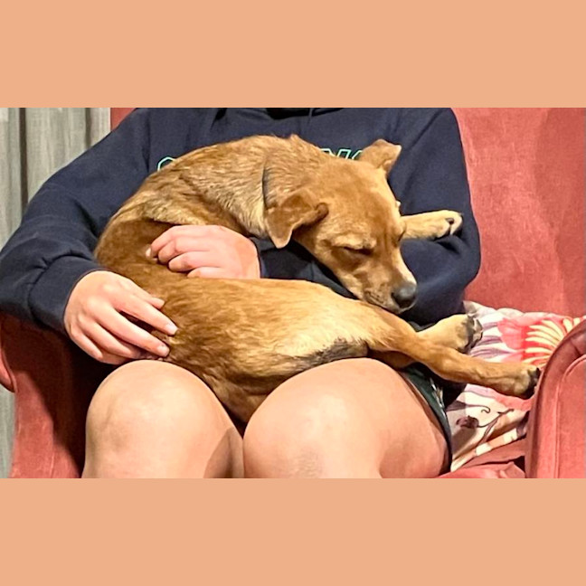 Photo of Bandit 