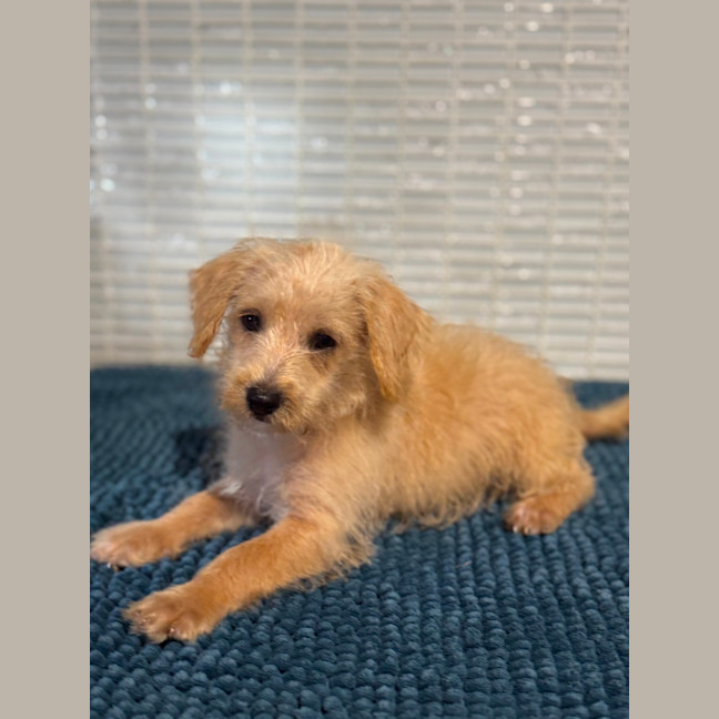 Photo of Toby