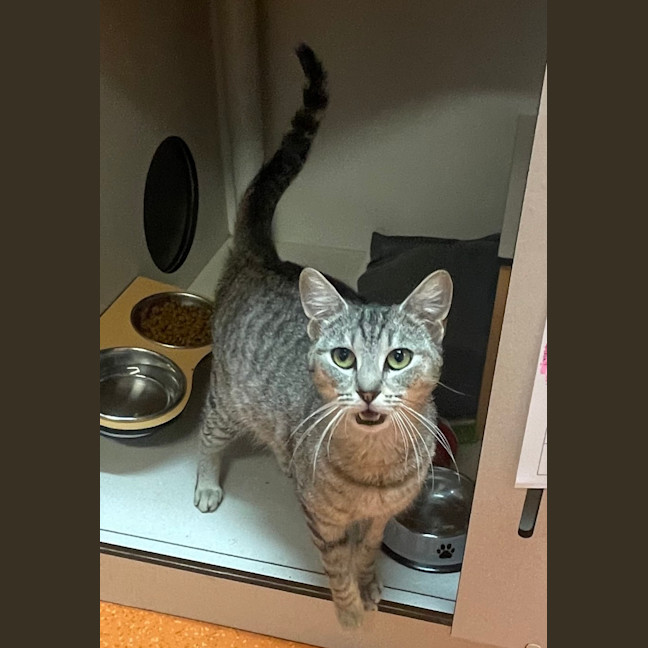 Photo of Gattinois