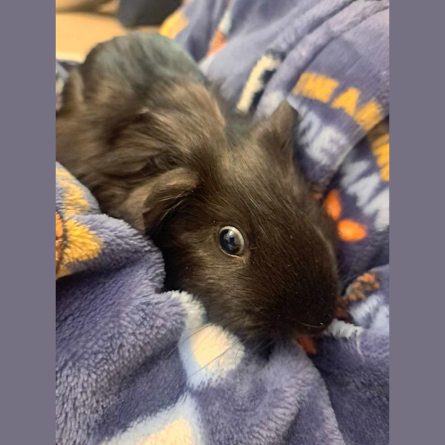 Photo of Harry And Hairy