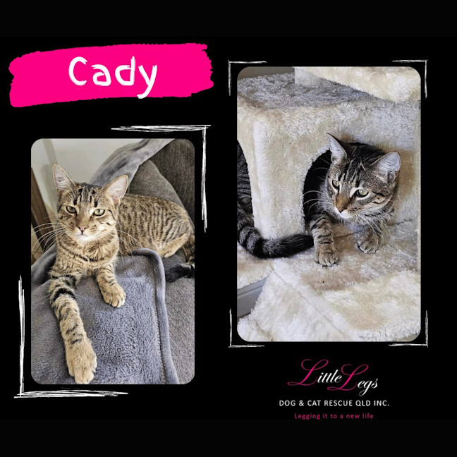 Photo of Cady