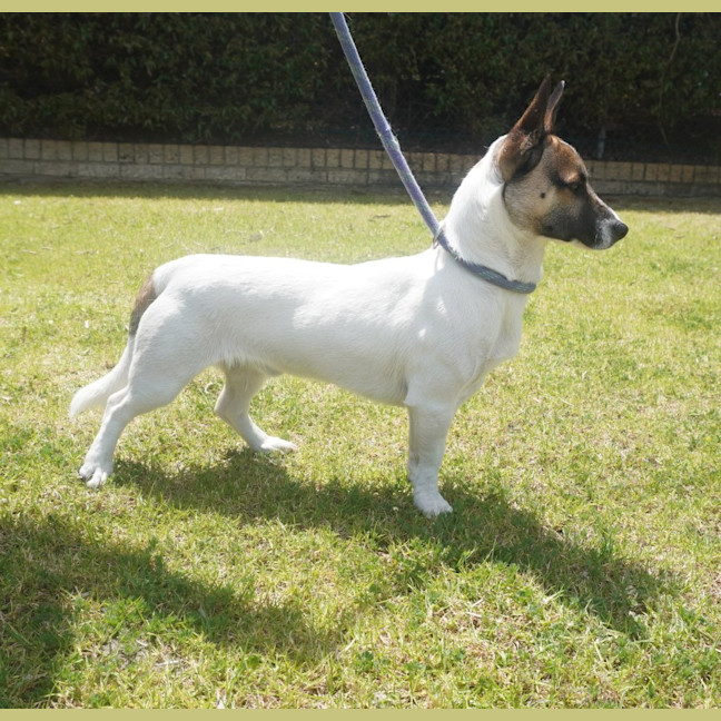 Photo of Huxley