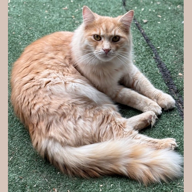 Photo of Citrine