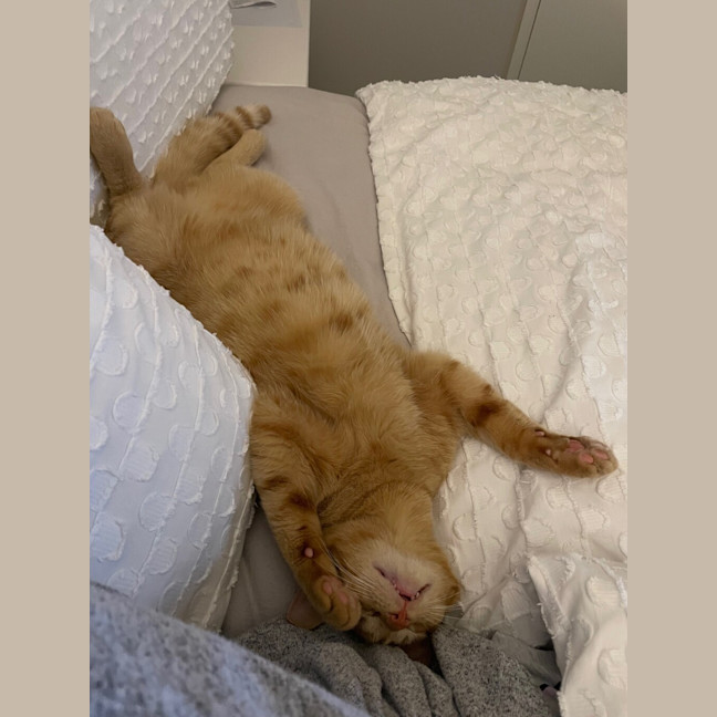 Photo of Dodge 