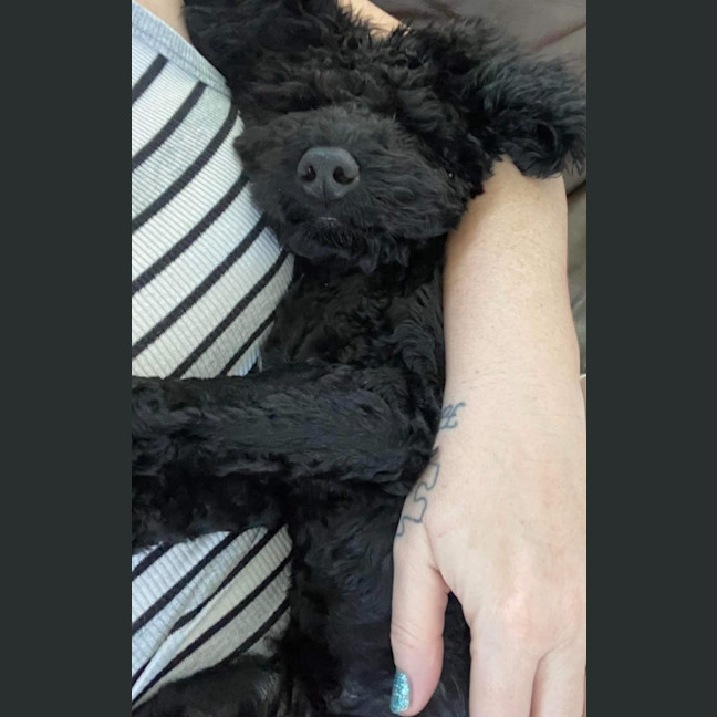 Photo of Teddy