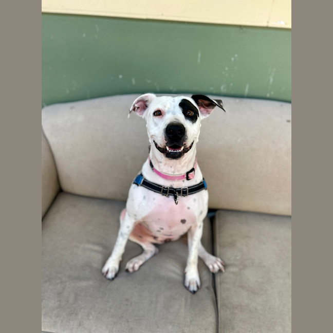 Photo of Daisy