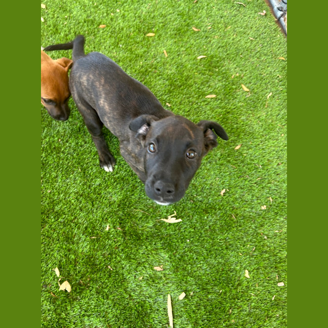 Photo of Pepper