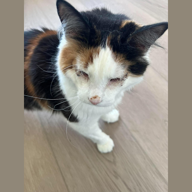 Photo of Evie