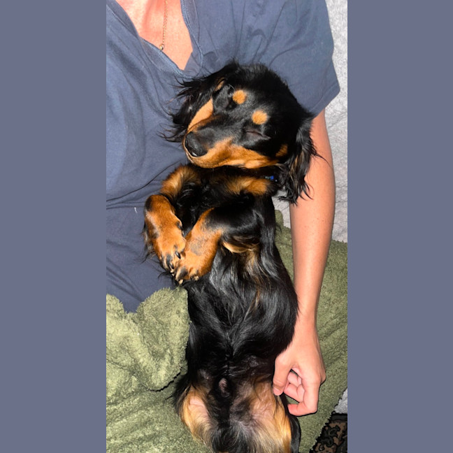 Photo of Bean   1 Year Old Dachshund X
