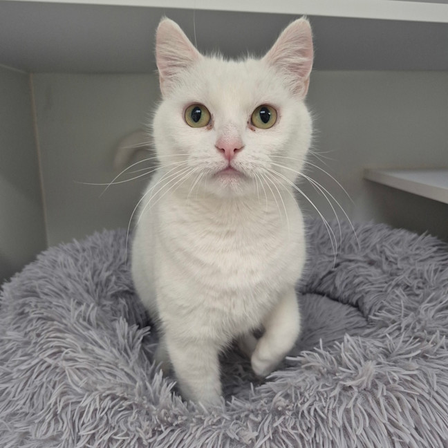Photo of Lumi 