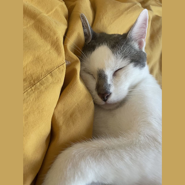 Photo of Archie