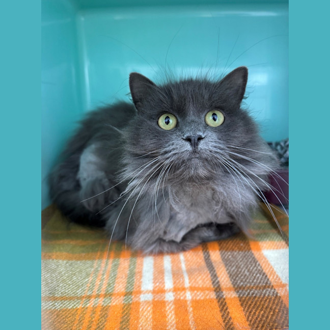 Photo of Violet