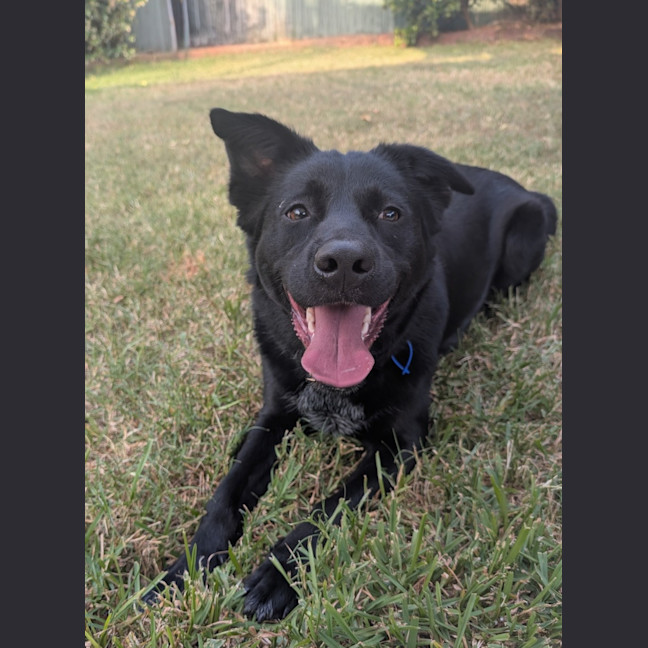 Photo of Zara   2 Year Old Border Collie X Kelpie