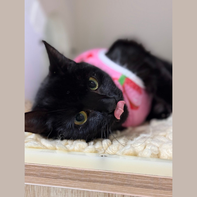 Photo of 🎬 Raven 6393 🎬