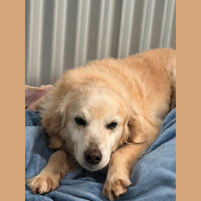 Photo of Misty