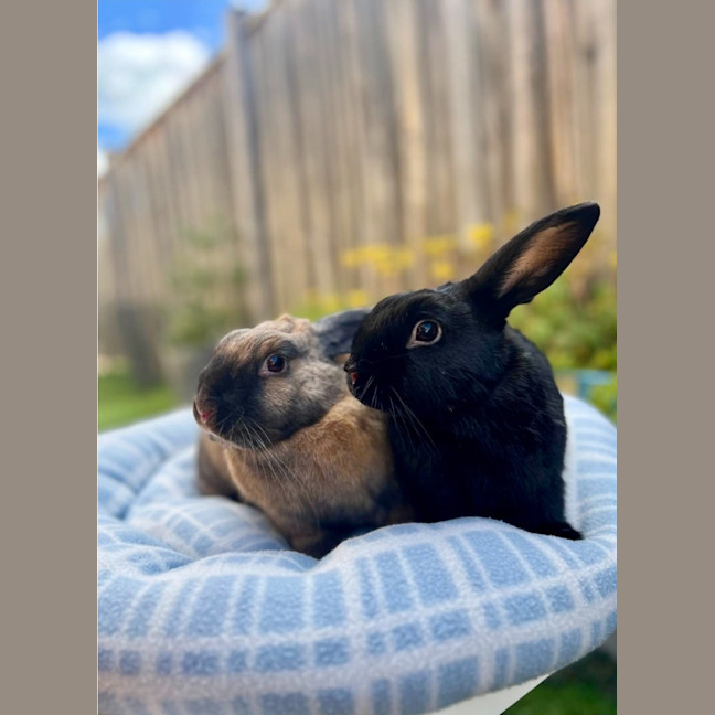 Photo of Topaz & Midnight 