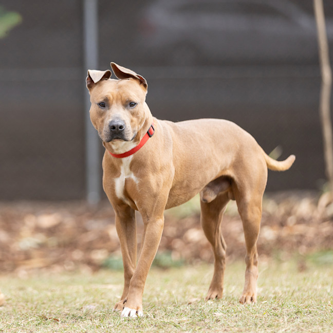 Photo of Boof