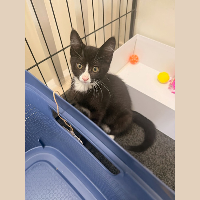 Photo of Gummy Meet Me@Petstock Mornington Store