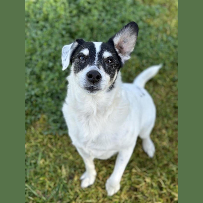 Photo of Toby 
