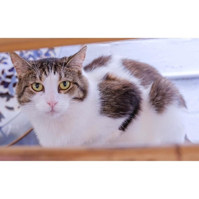 Photo of 11497   Danika