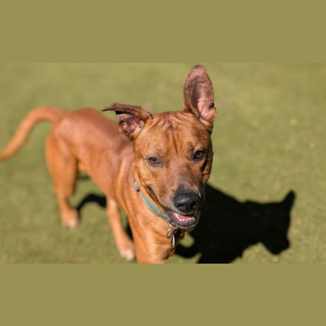 Photo of Milo