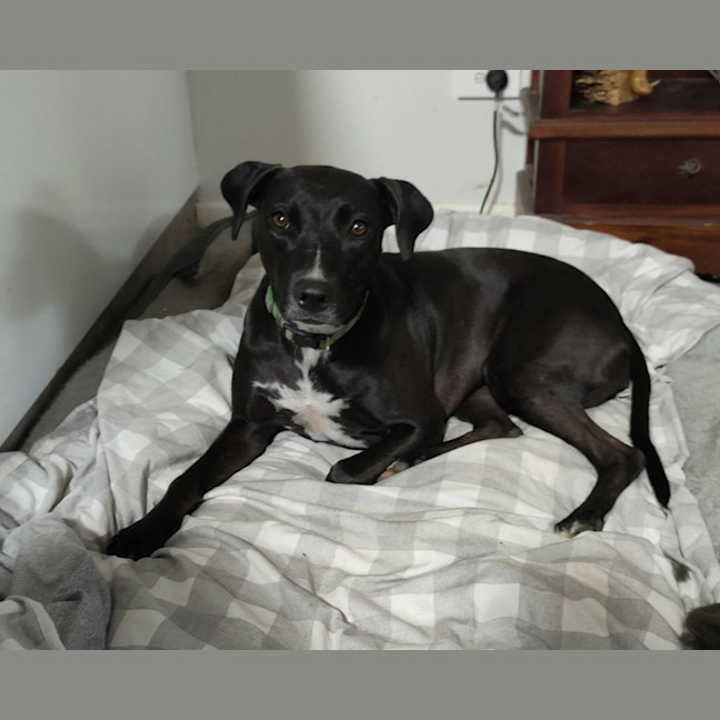 Photo of Fern *$150 Adoption Fee*