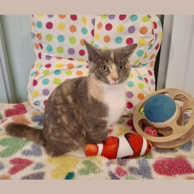 Photo of Pepper