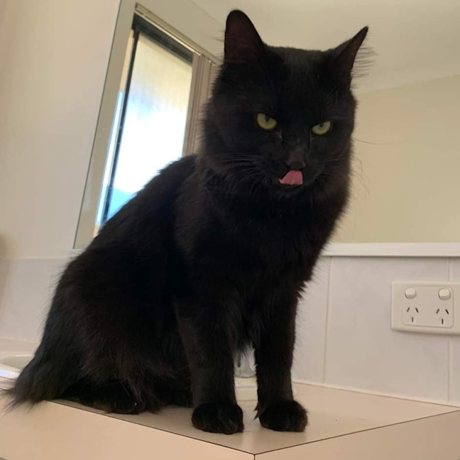 Photo of Midnight