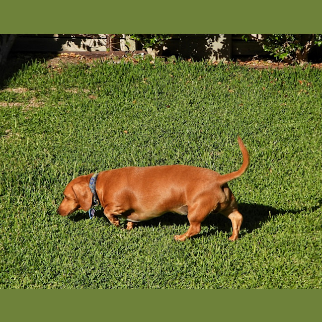 Photo of Rusty (Was Dusty)