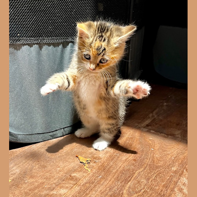 Photo of Cupcake
