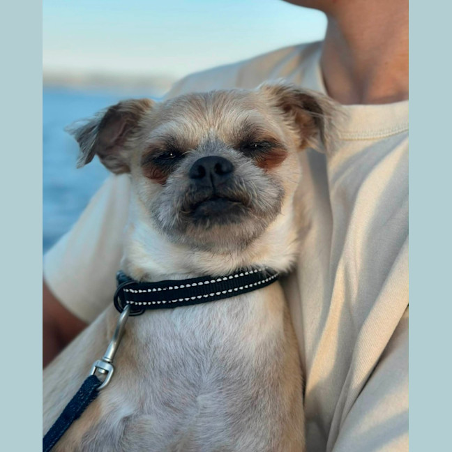 Photo of Otis   7 Year Old Brussels Griffon