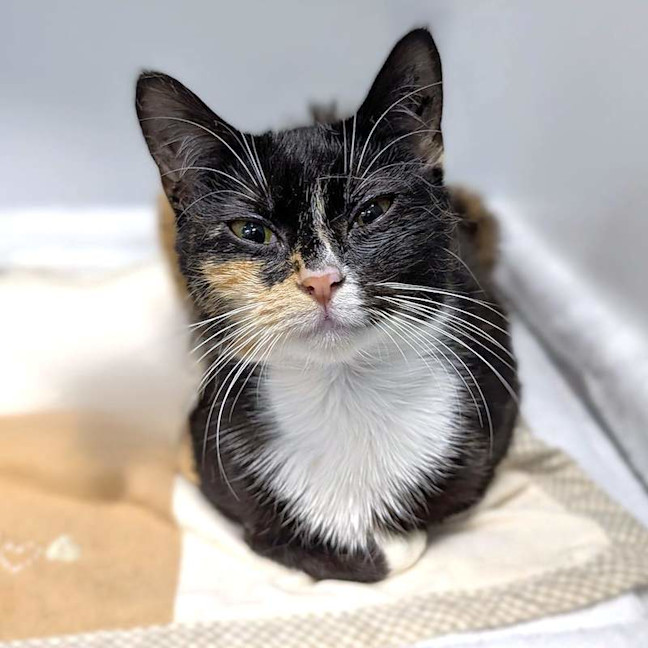 Photo of Cleocatra