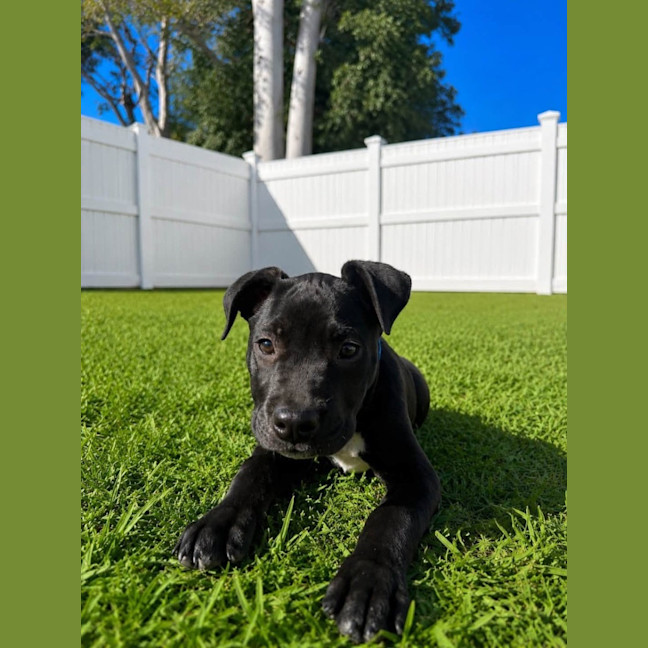 Photo of Flint