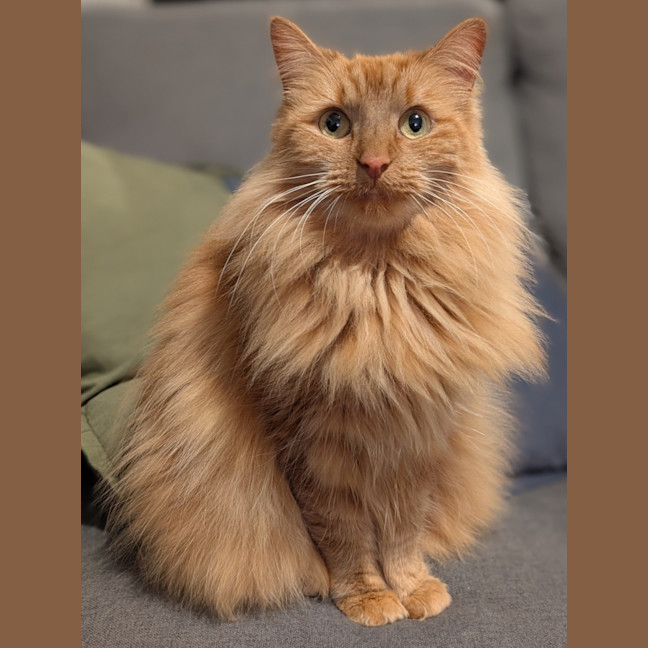 Photo of Maple