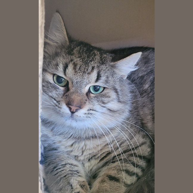 Photo of Chippy
