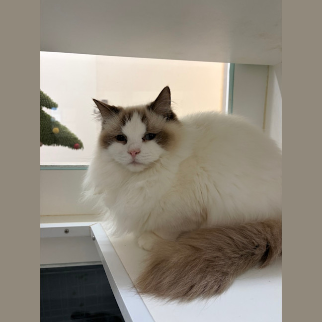Photo of Bramble