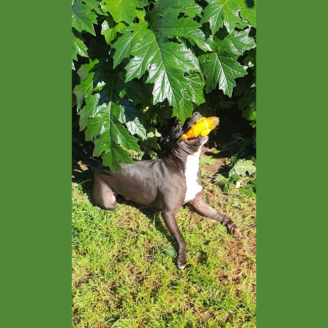 Photo of Indigo