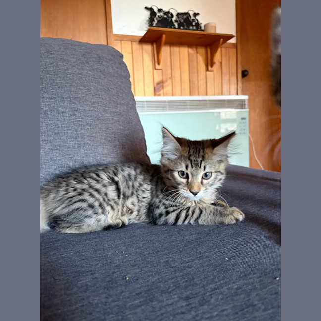 Photo of Gizmo