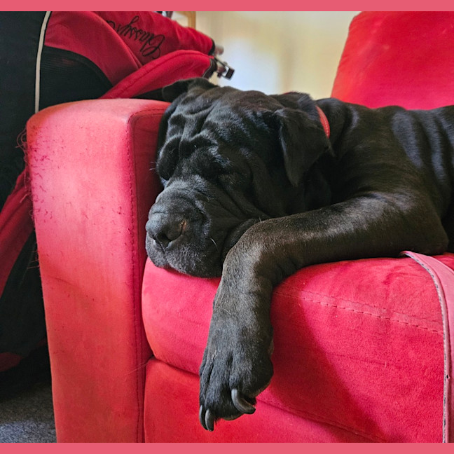 Photo of Skye