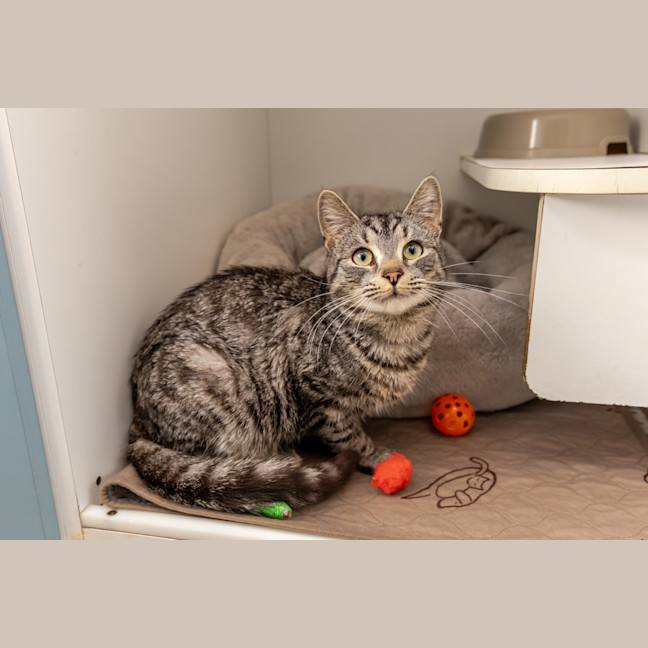 Photo of Bunny Rabbitt