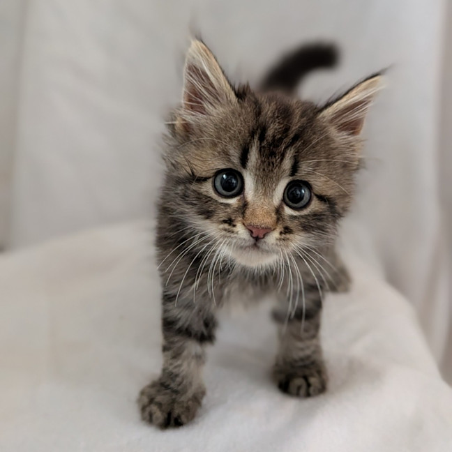Photo of Meeko