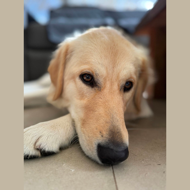 Photo of Indiana   15 Month Old Golden Retriever 
