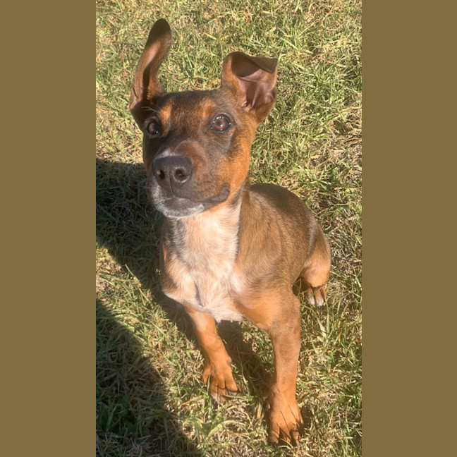 Photo of Rusty