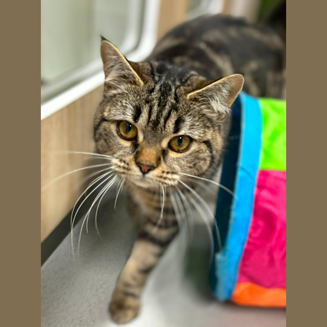 Photo of 🥝 Bindi 5396 🥝