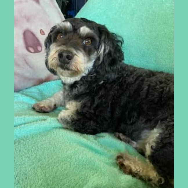 Photo of Coco And Cherry 