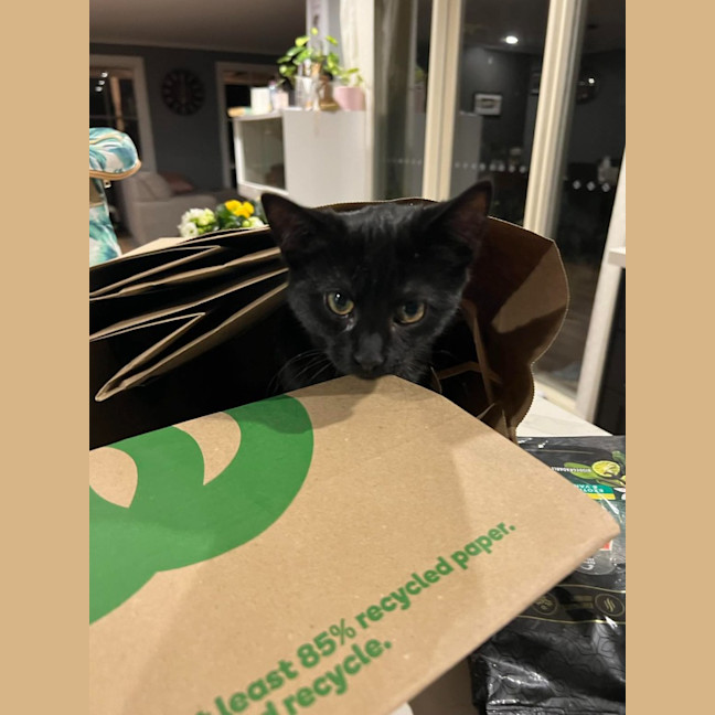 Photo of Pepper