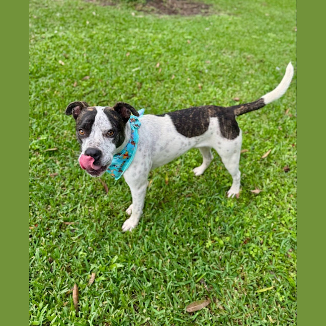 Photo of Owen *$250 Adoption Fee*