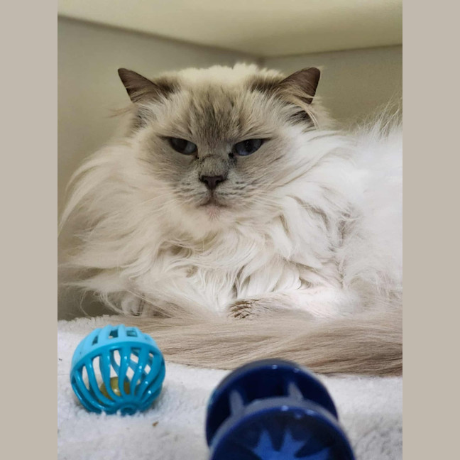 Photo of 🐱 Nahla 6461 🐱