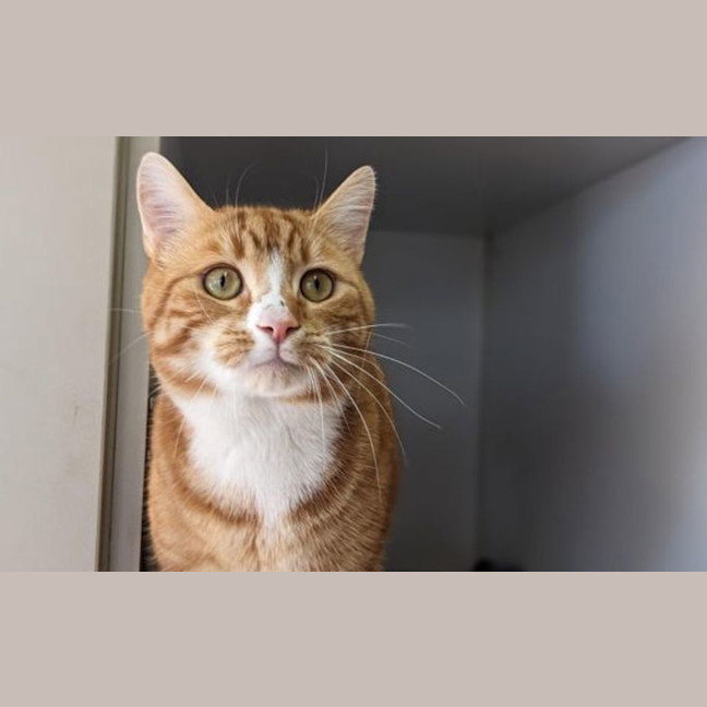 Photo of Rufus