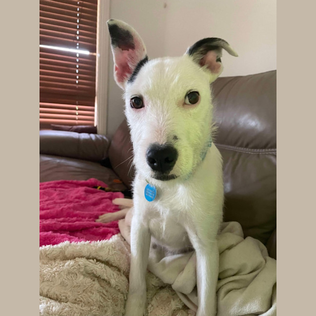Photo of Alby 🐕